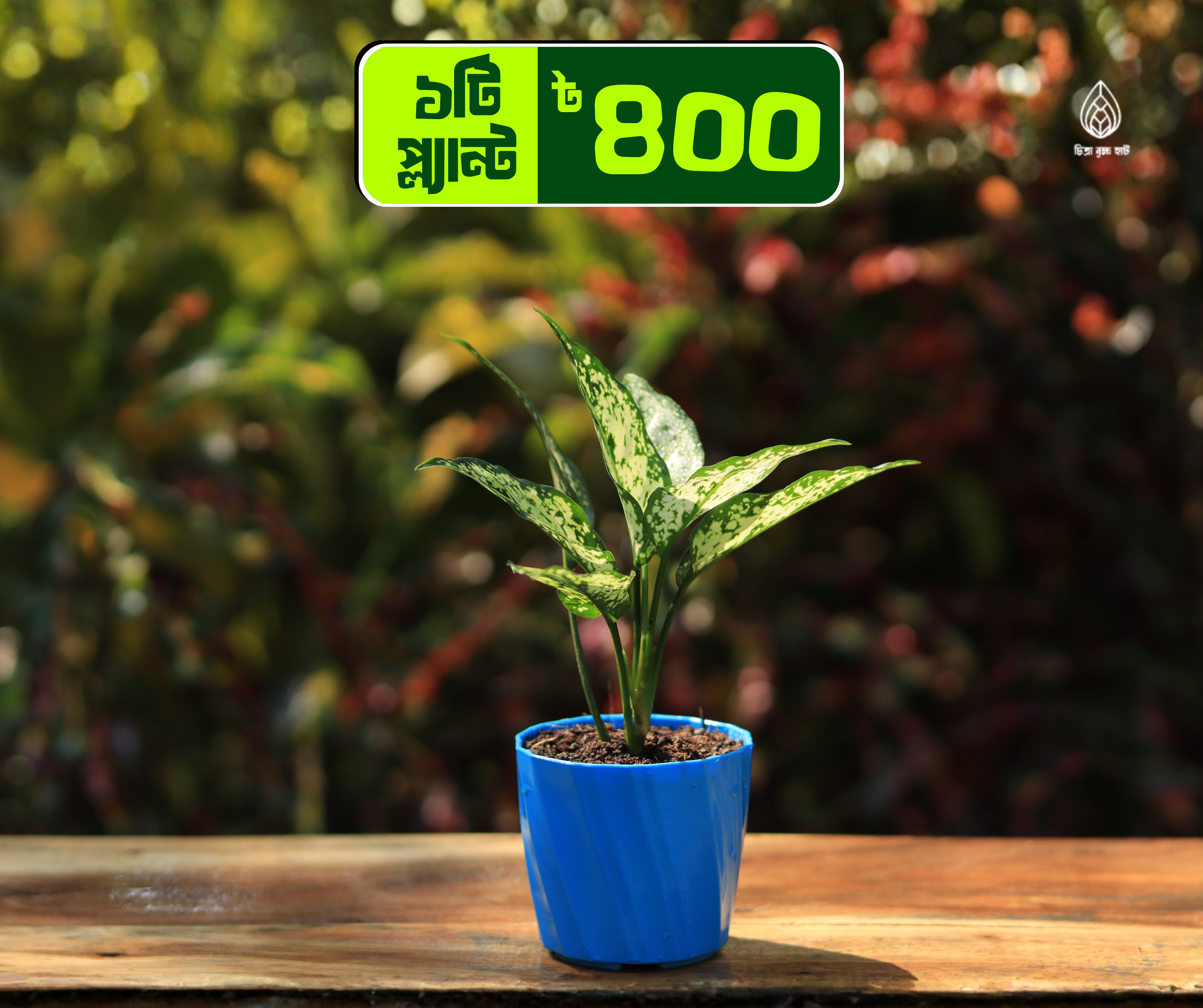 Aaglaonema snow white