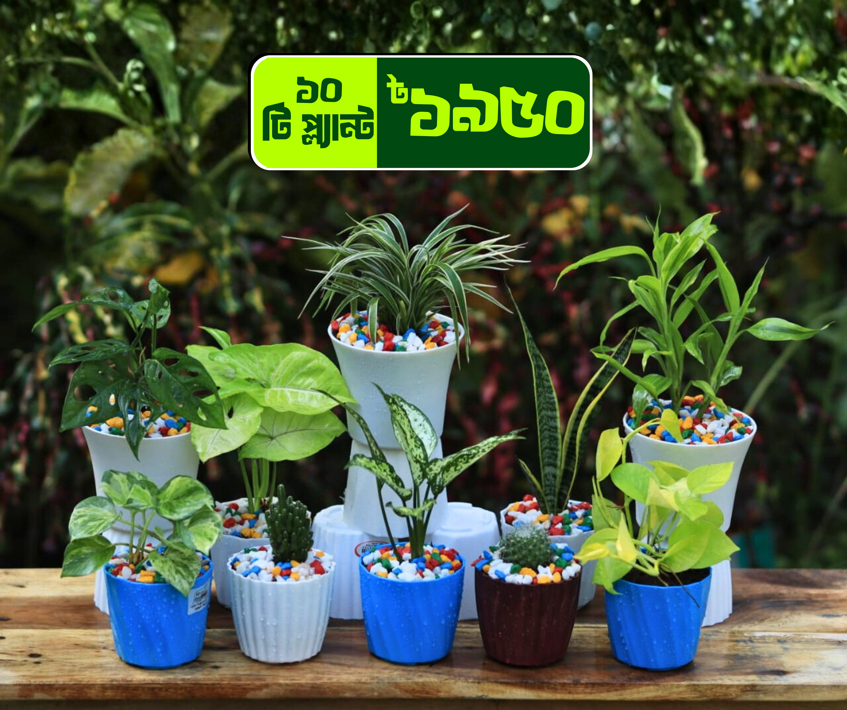 Air Purifying 10 plants combo