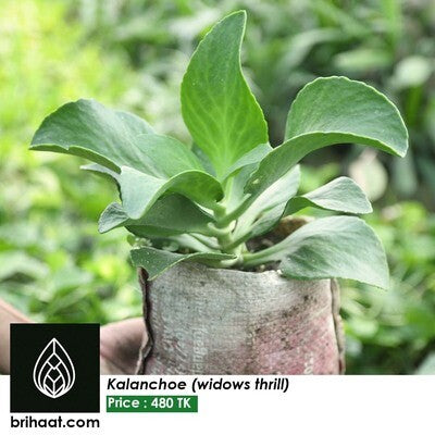 Kalanchoe Widow's Thrill (Florist Kalanchoe)