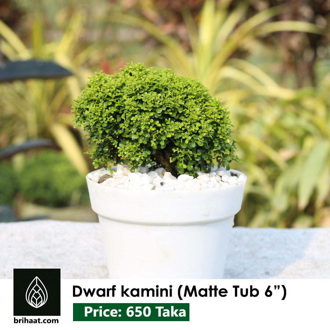 Dwarf Kamini, Table Kamini with 6 inch White Matte Tub