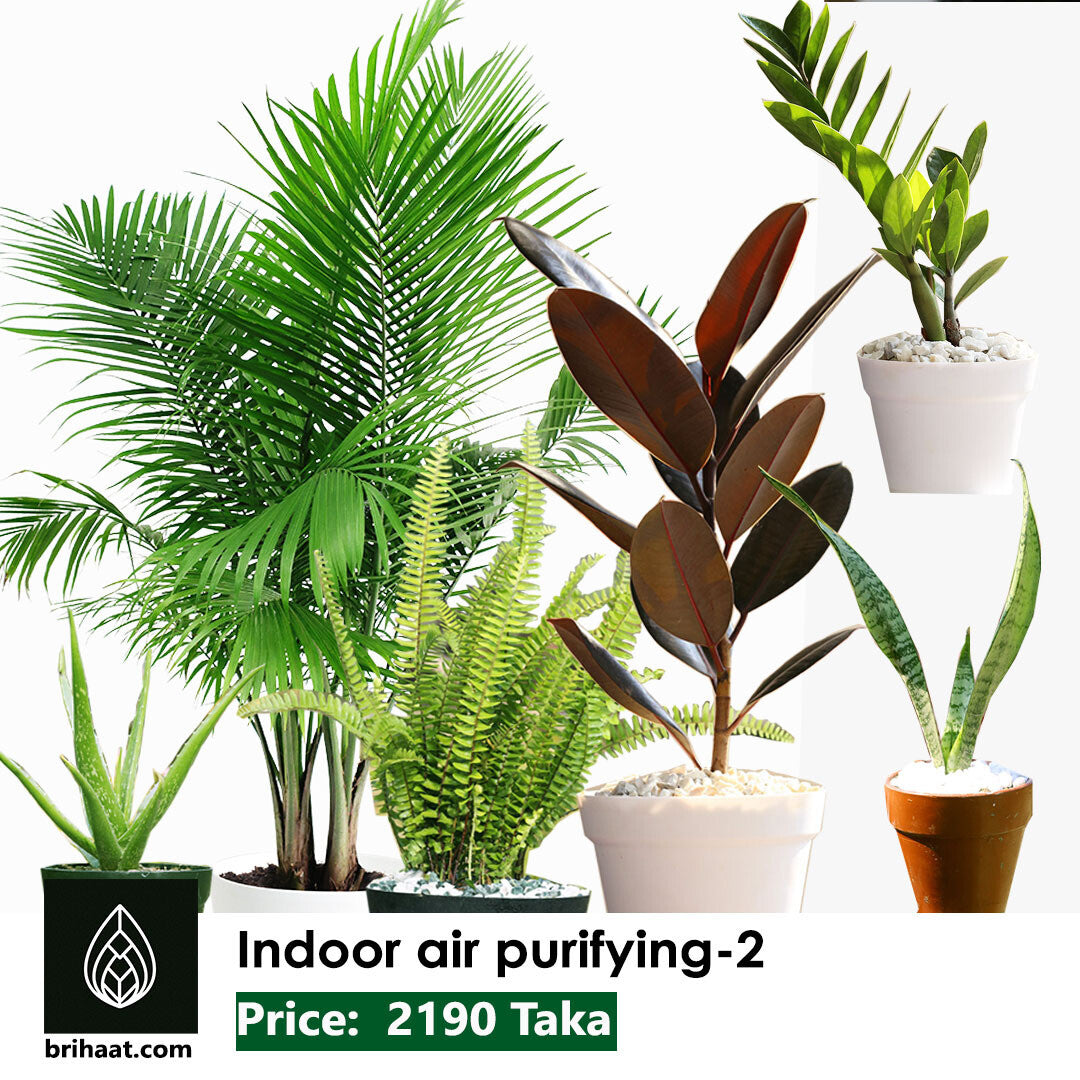 Air Purifying-2 Special