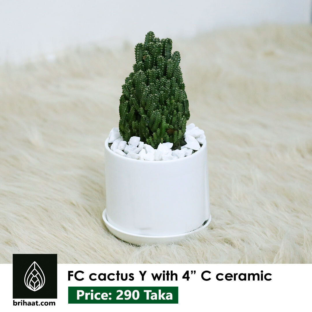 Fairy Castle Cactus With Ceramic