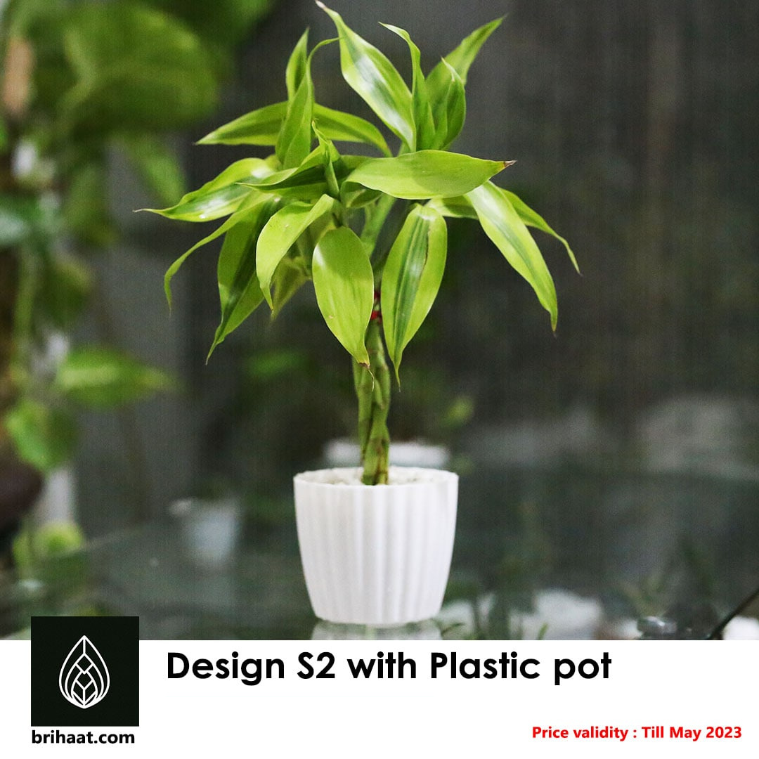 Lucky Bamboo Design S2 (Braided Style)