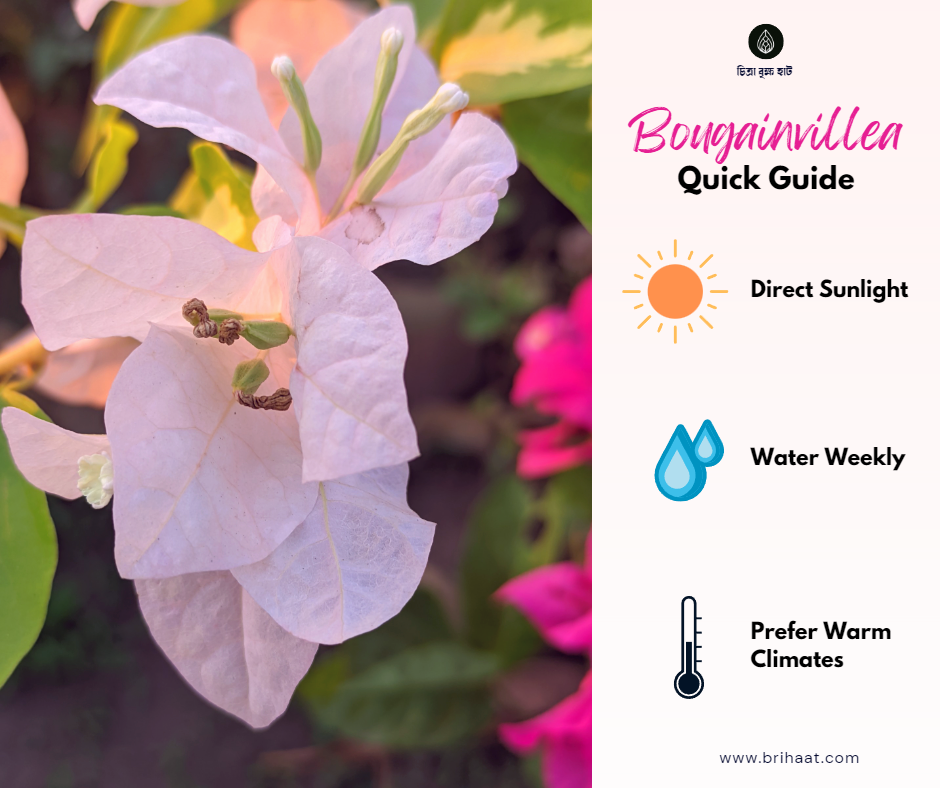 Bougainvillea/ Bagan Bilash (বাগান বিলাস) 2 in 1