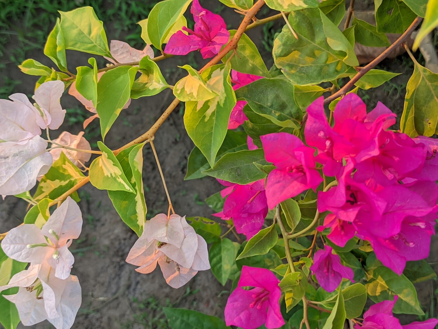 Bougainvillea/ Bagan Bilash (বাগান বিলাস) 2 in 1