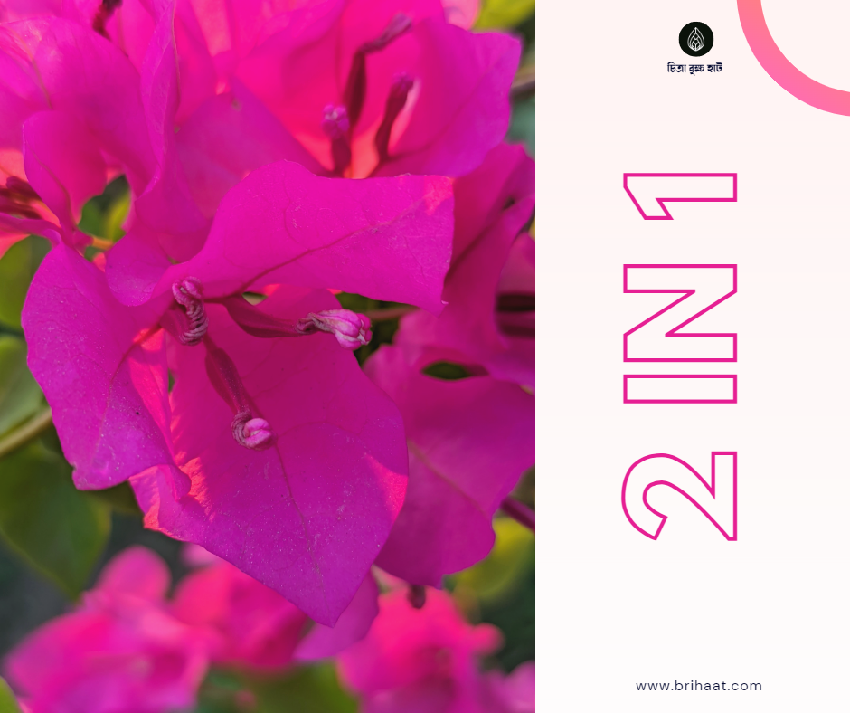 Bougainvillea/ Bagan Bilash (বাগান বিলাস) 2 in 1