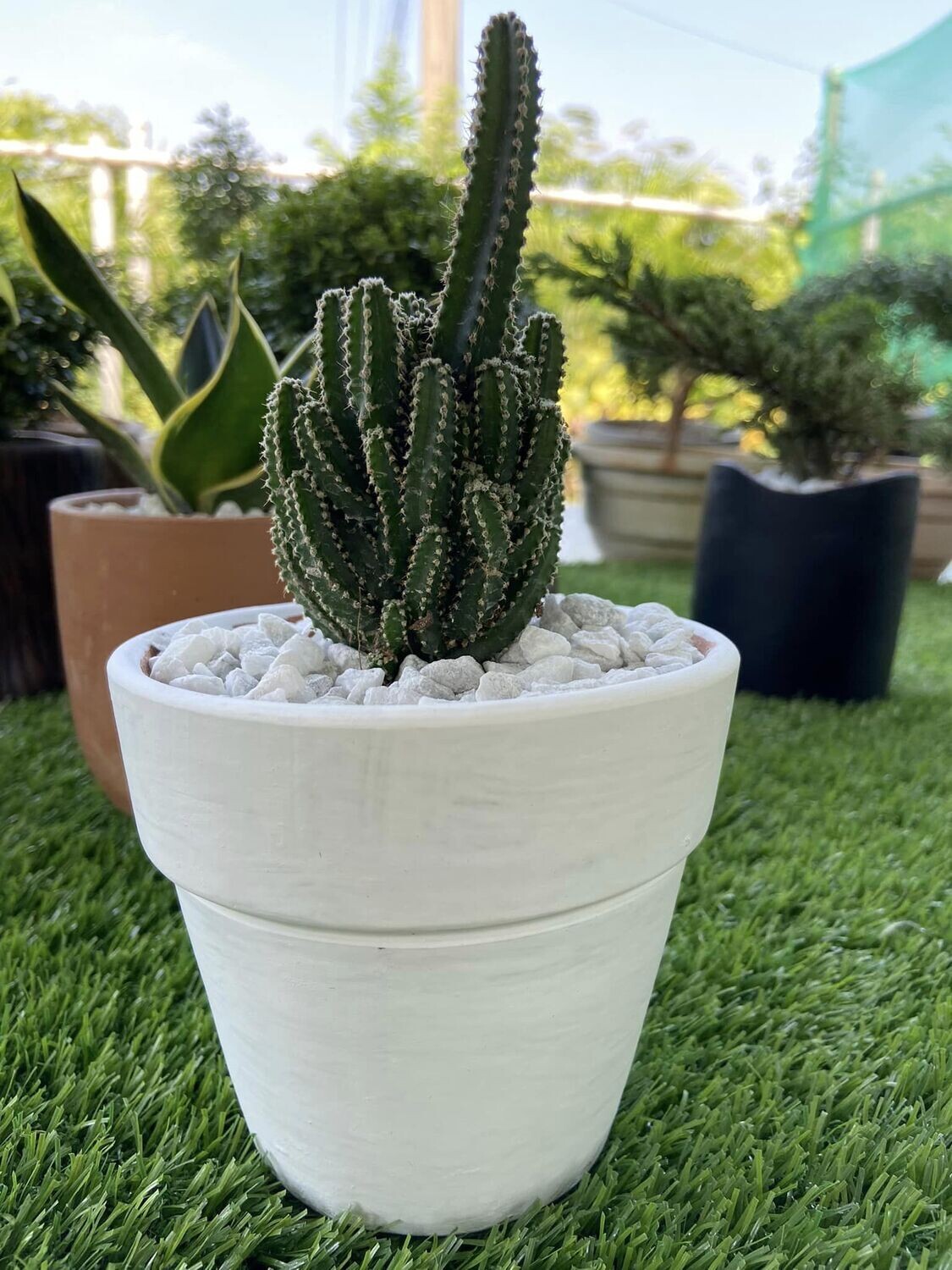 Fairy Castle Cactus (V Tub)