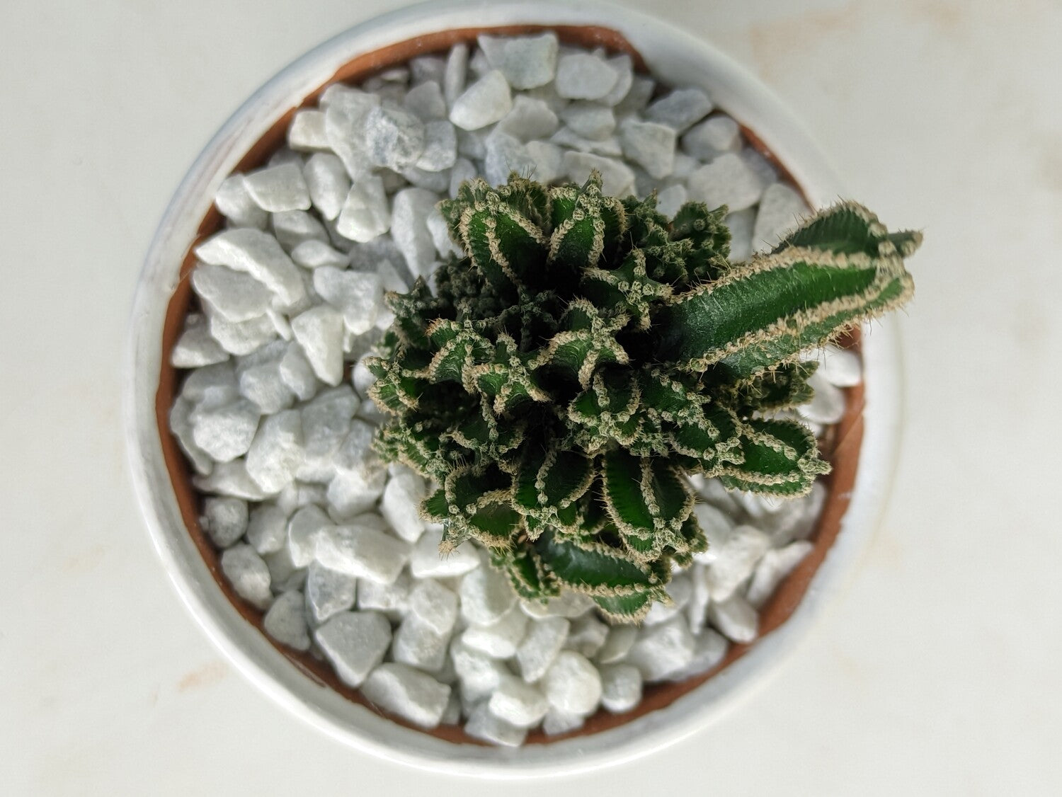 Fairy Castle Cactus (V Tub)