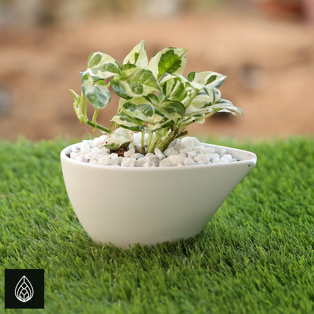 N'Joy Pothos with Ceramic Pot