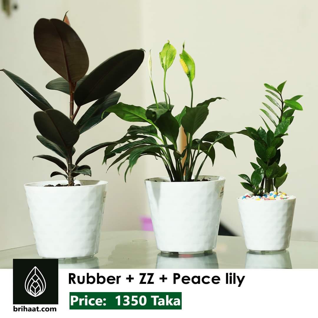 Gorgeous Indoor Combo