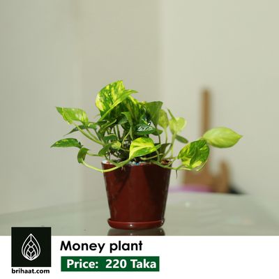 Money plant plastic tub