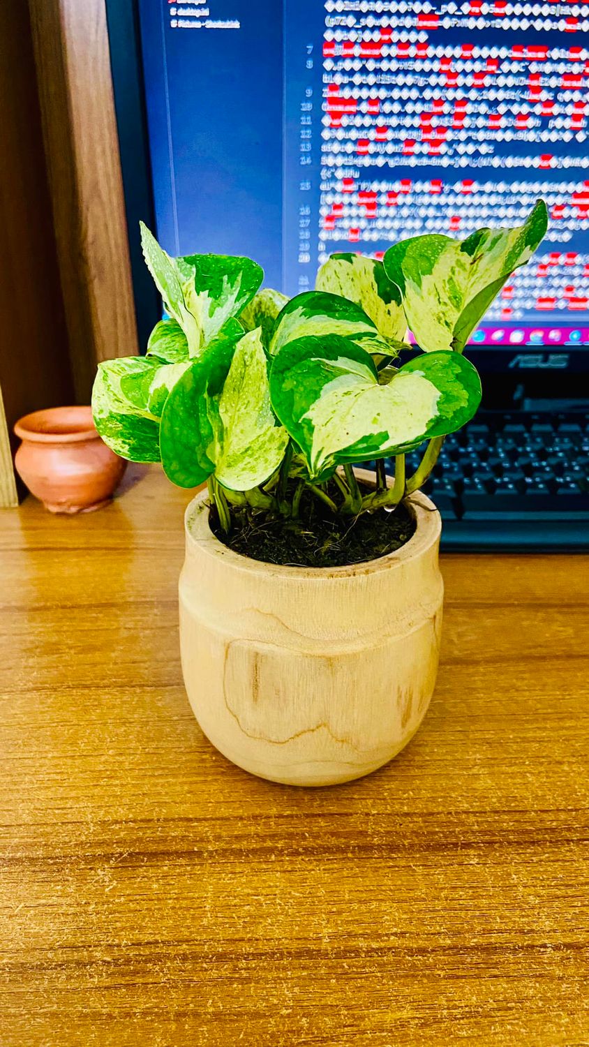 Monjula pothos with wood pot