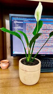 Peace lily With Wood Pot