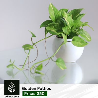 Money plant With round Ciramic pot