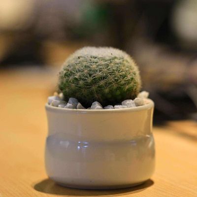 Ball cactus