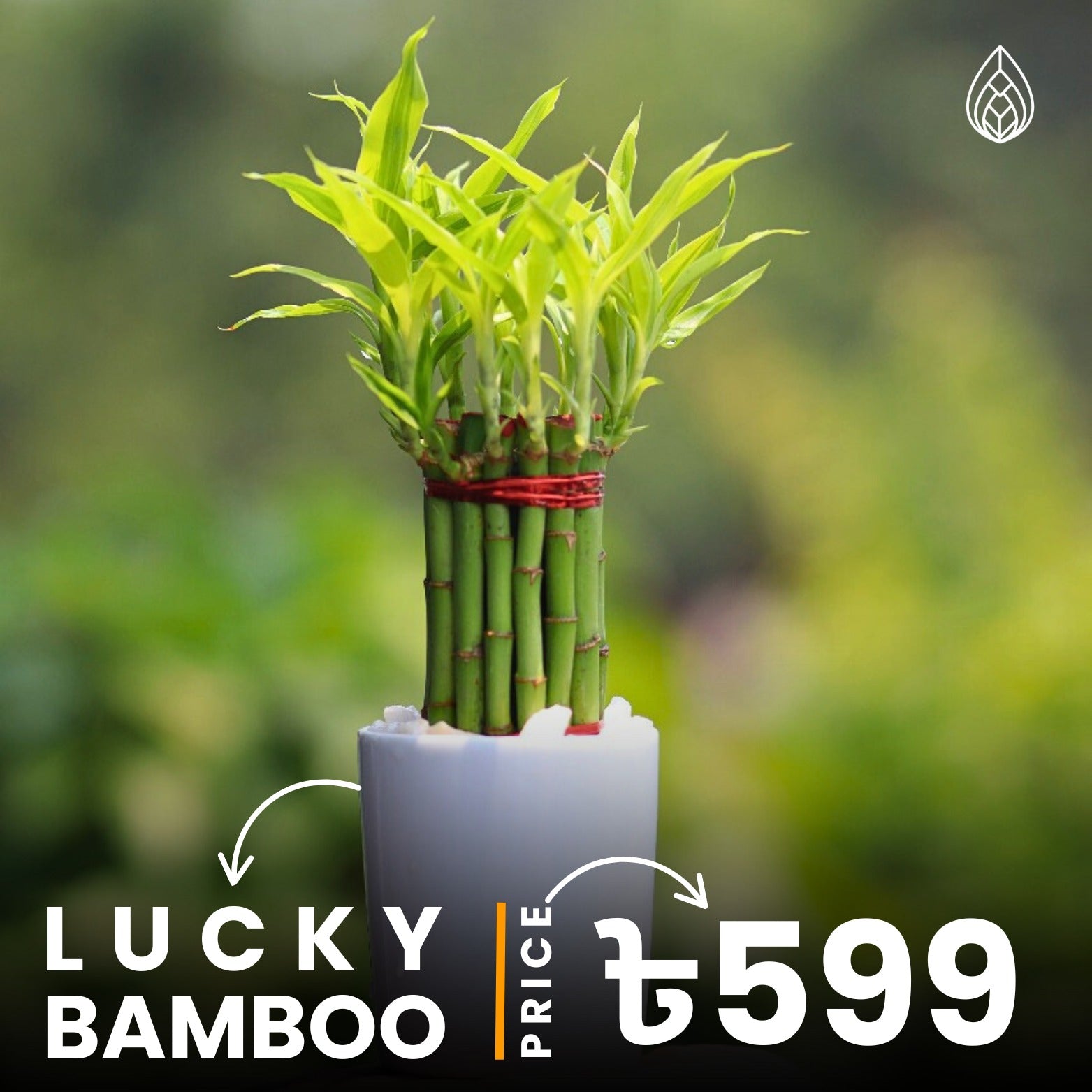 Lucky bamboo with ceramic pot