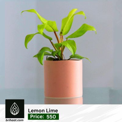 Lemon Lime with Ciramic Planter