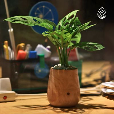 Monstera with wooden tub