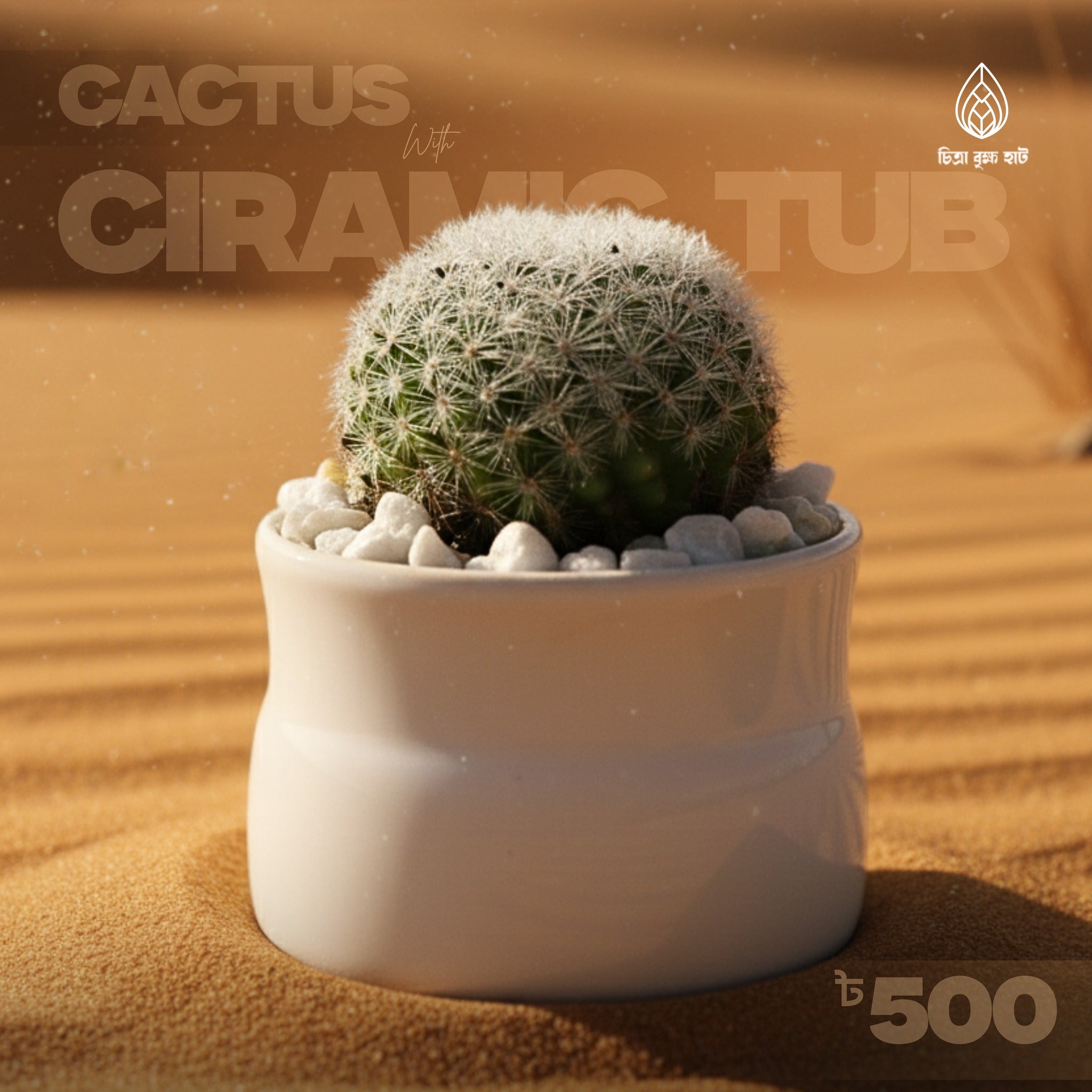 Ball Cactus