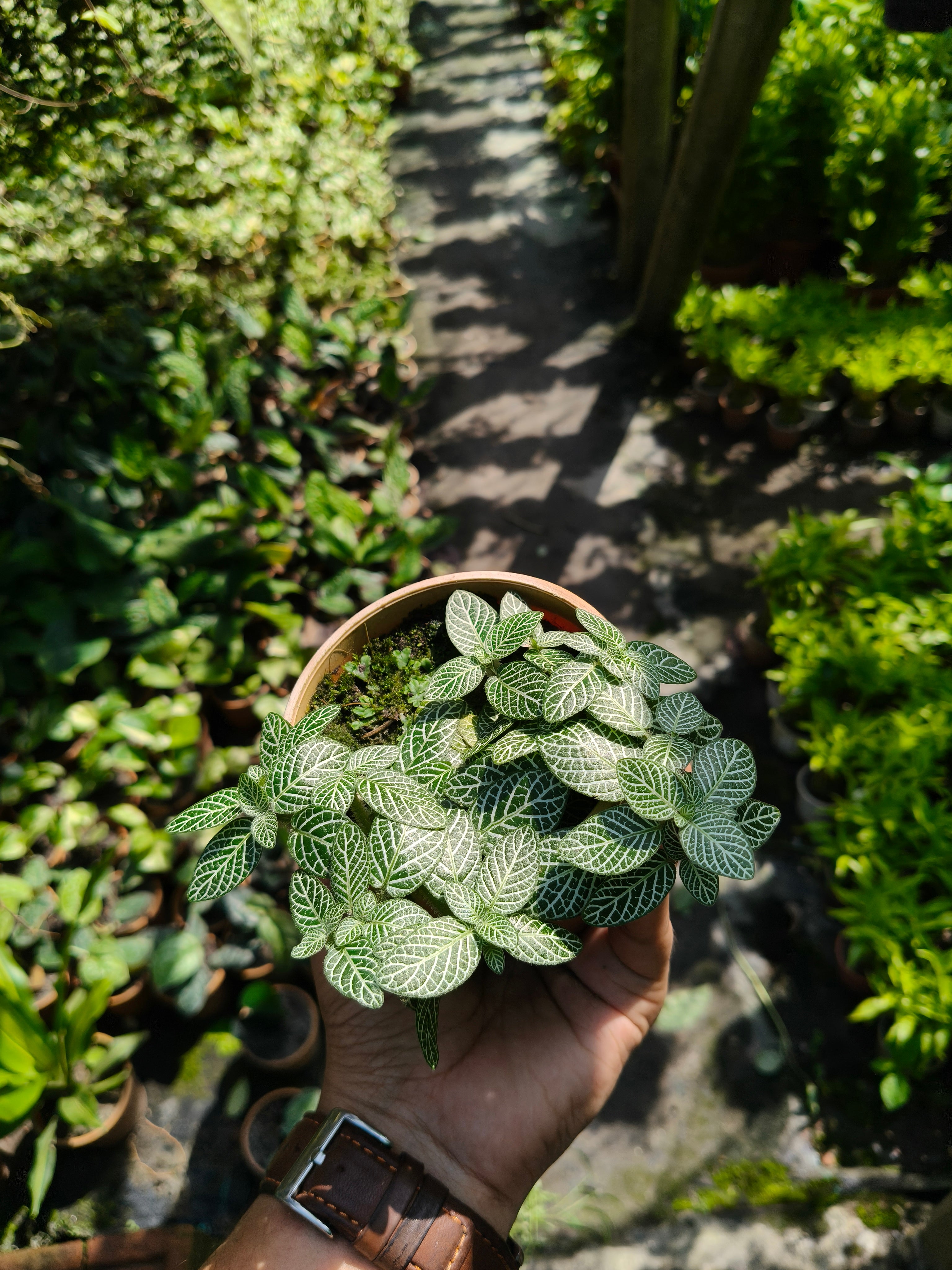 Fittonia