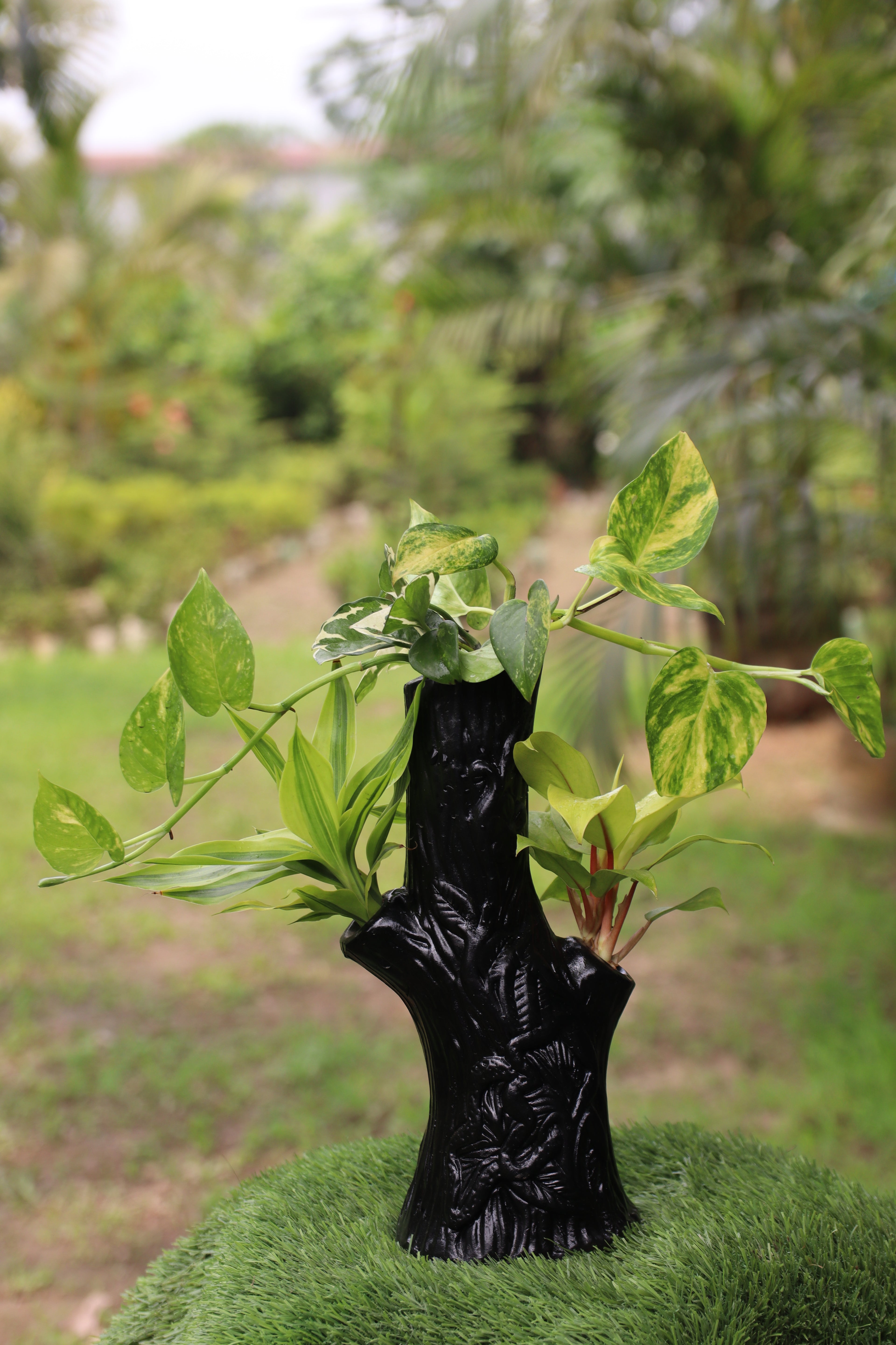 HandCrafted set (Money plant ,lemon lime ,Lucky bamboo)