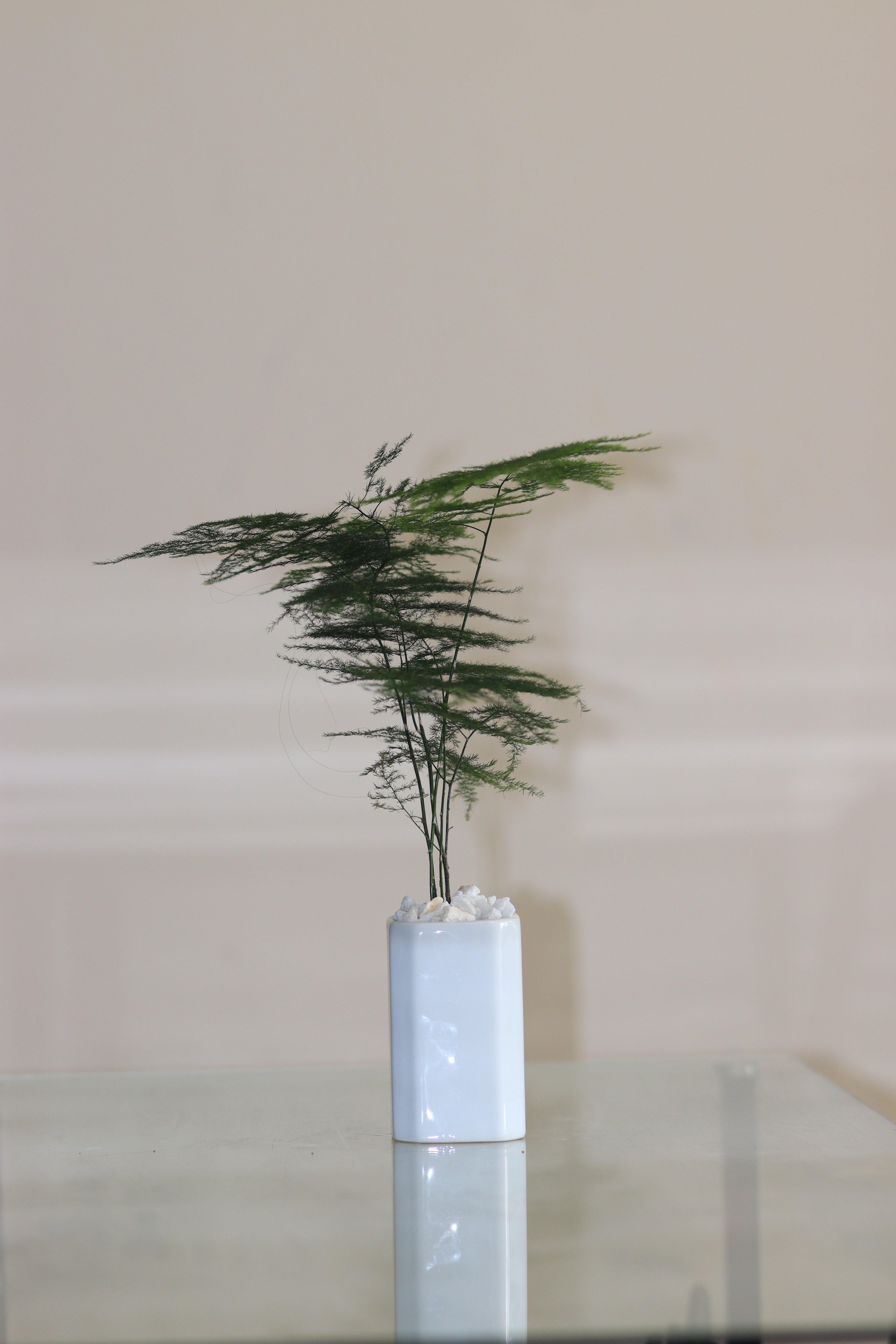 Asperagas Fern Long with Ciramic Planter