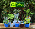 Air Purifying 10 plants combo