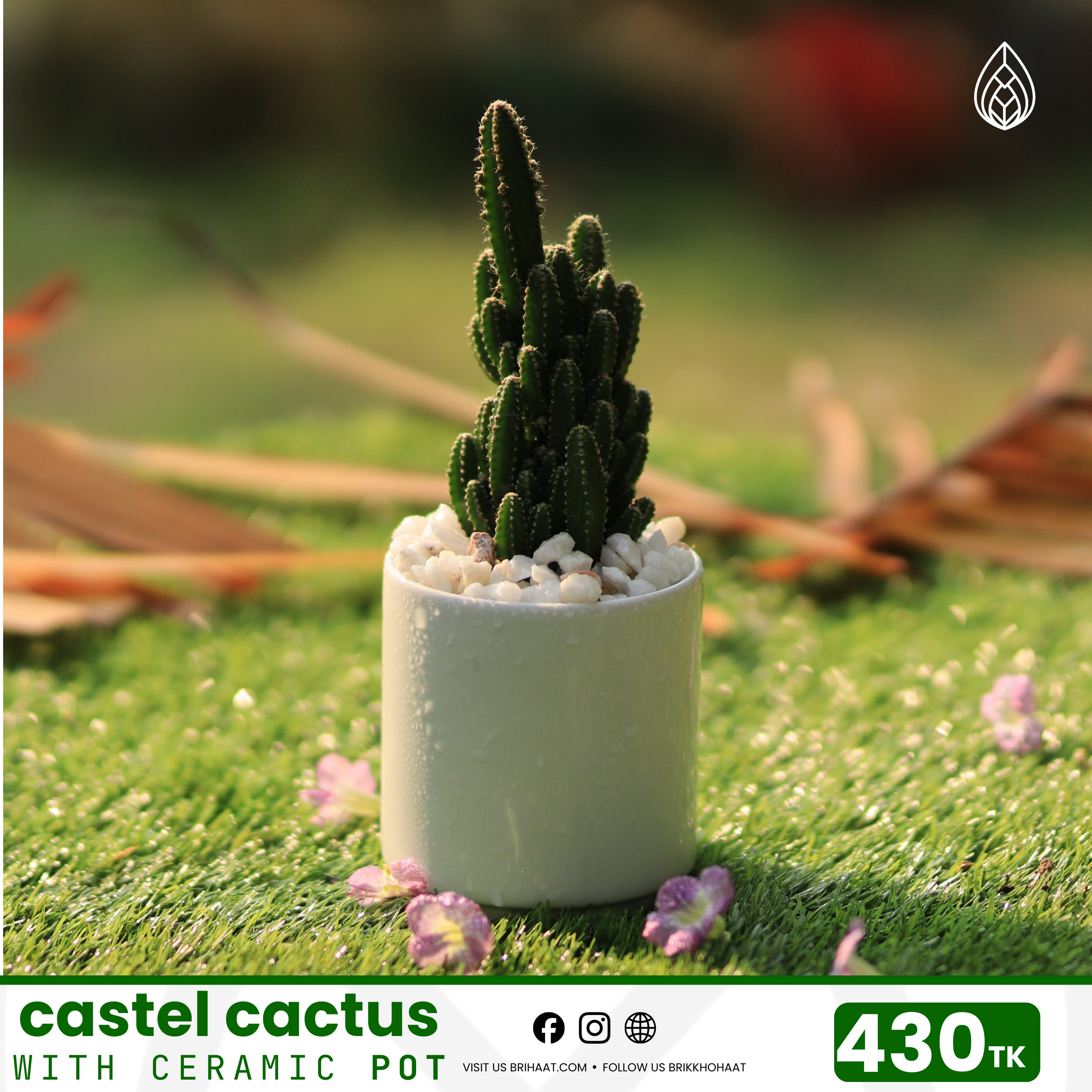 Castle cactus