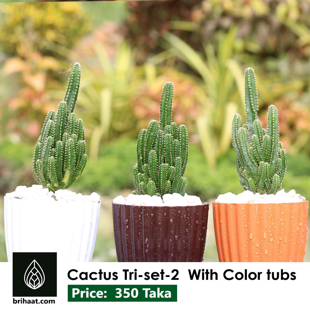 Cactus Tri Set