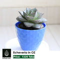 Echeveria in OZ