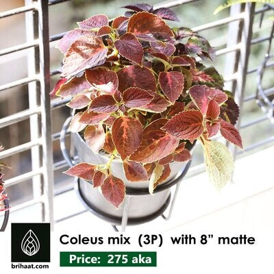 Koilash, Coleus Red Bush