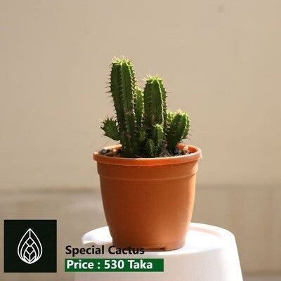 Special Cactus