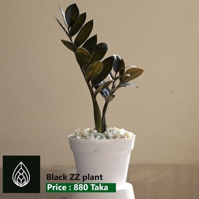 ZZ Black Plant with Plastic Pot
