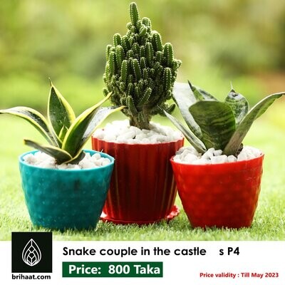 Snake Couple in castle