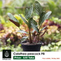 Calathea Peacock with Plastic Pot