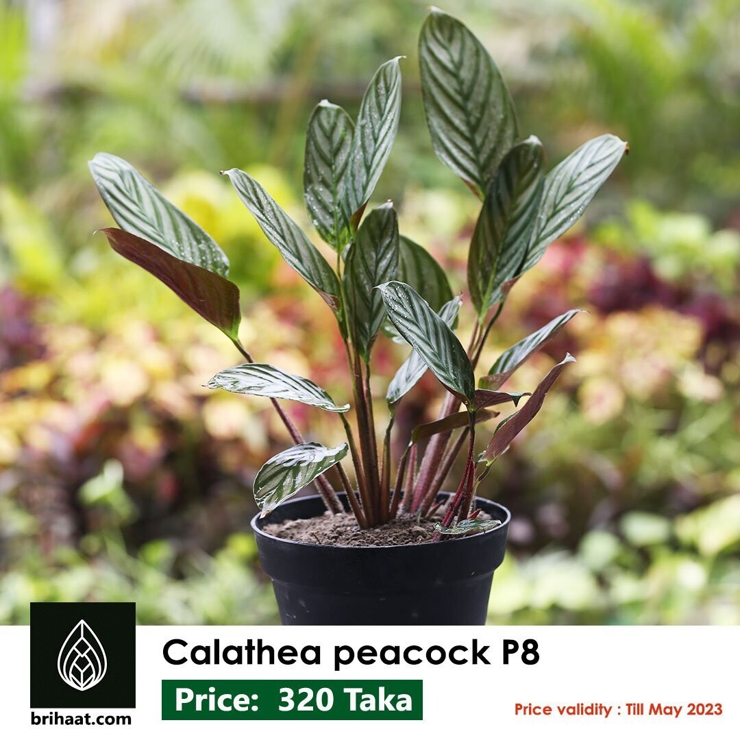 Calathea Peacock with Plastic Pot