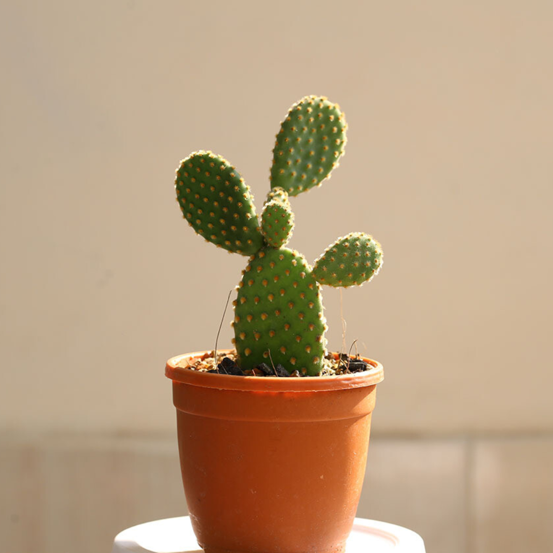 Bunny Ear Cactus