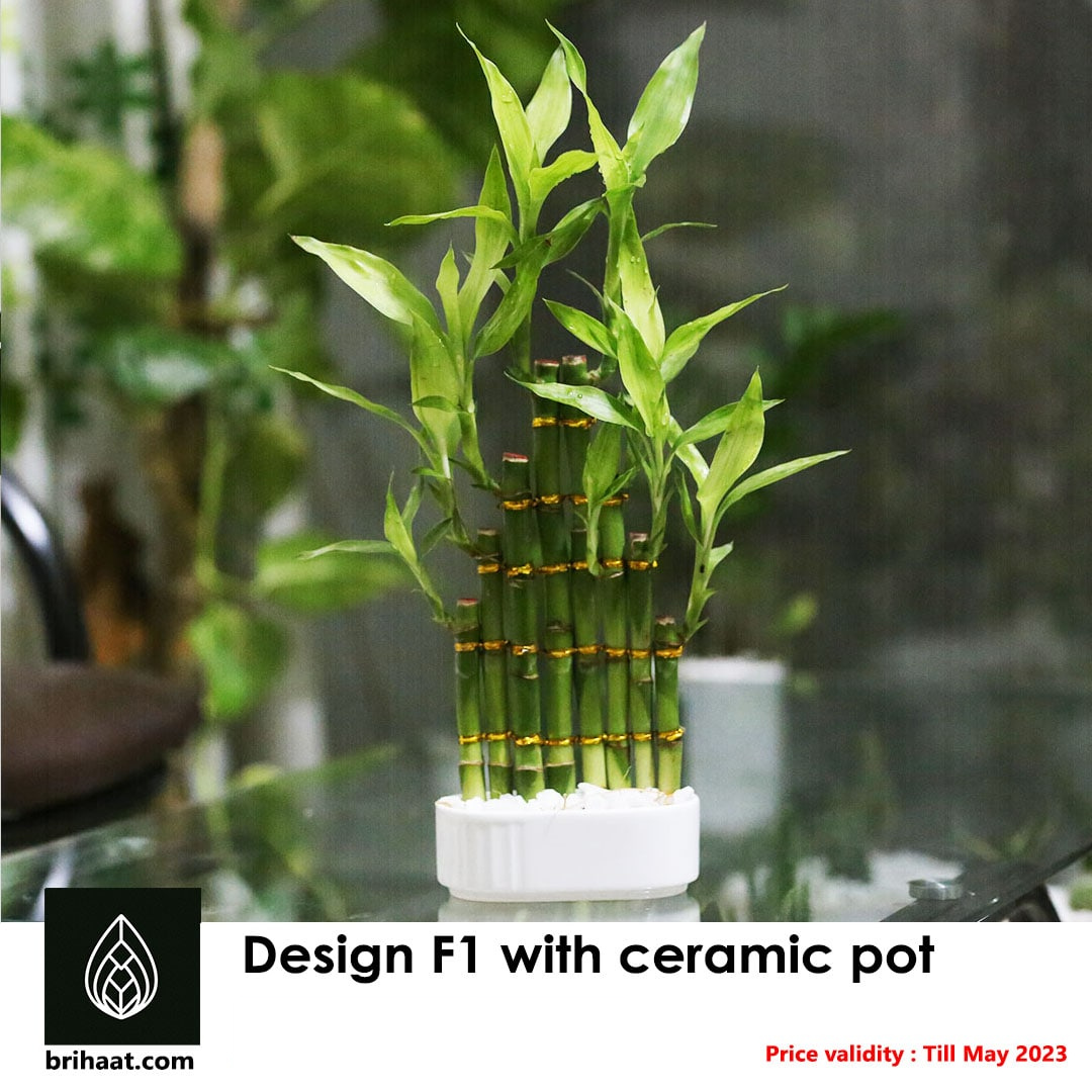 Lucky Bamboo Design F1