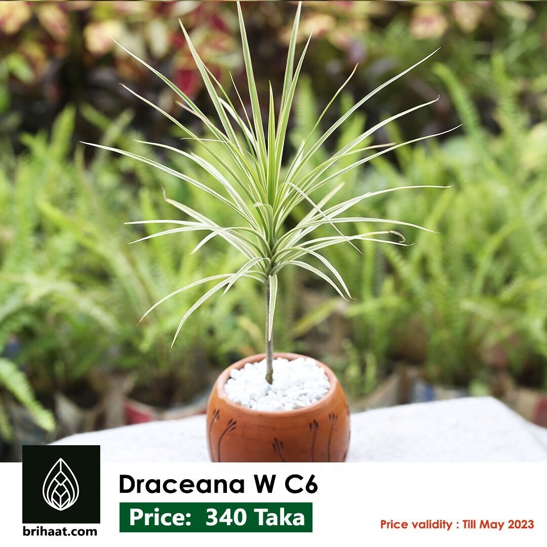 Marginata (Dracaena Marginata)