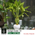 Lucky Bamboo Design S1