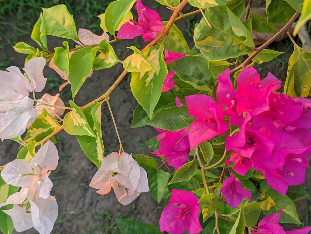 Bougainvillea/ Bagan Bilash (বাগান বিলাস) 2 in 1
