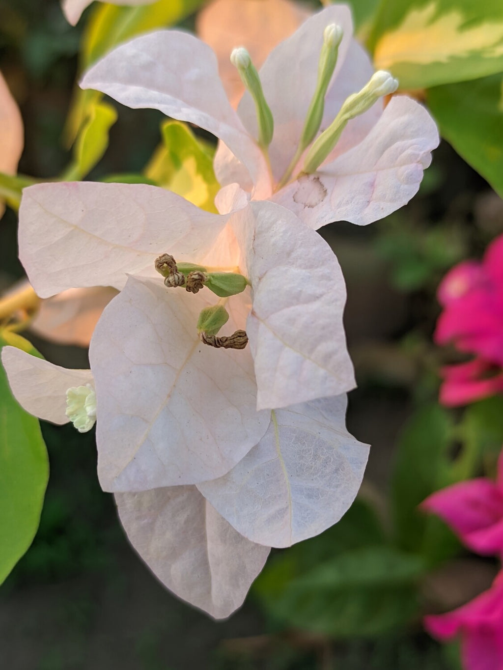 Bougainvillea/ Bagan Bilash (বাগান বিলাস) 2 in 1