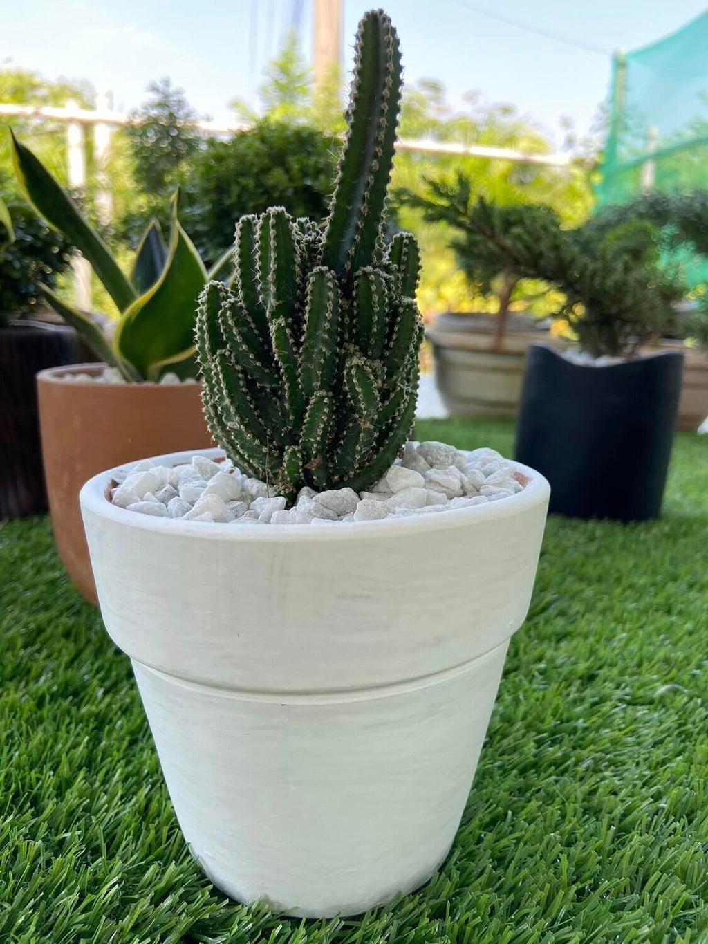Fairy Castle Cactus (V Tub)