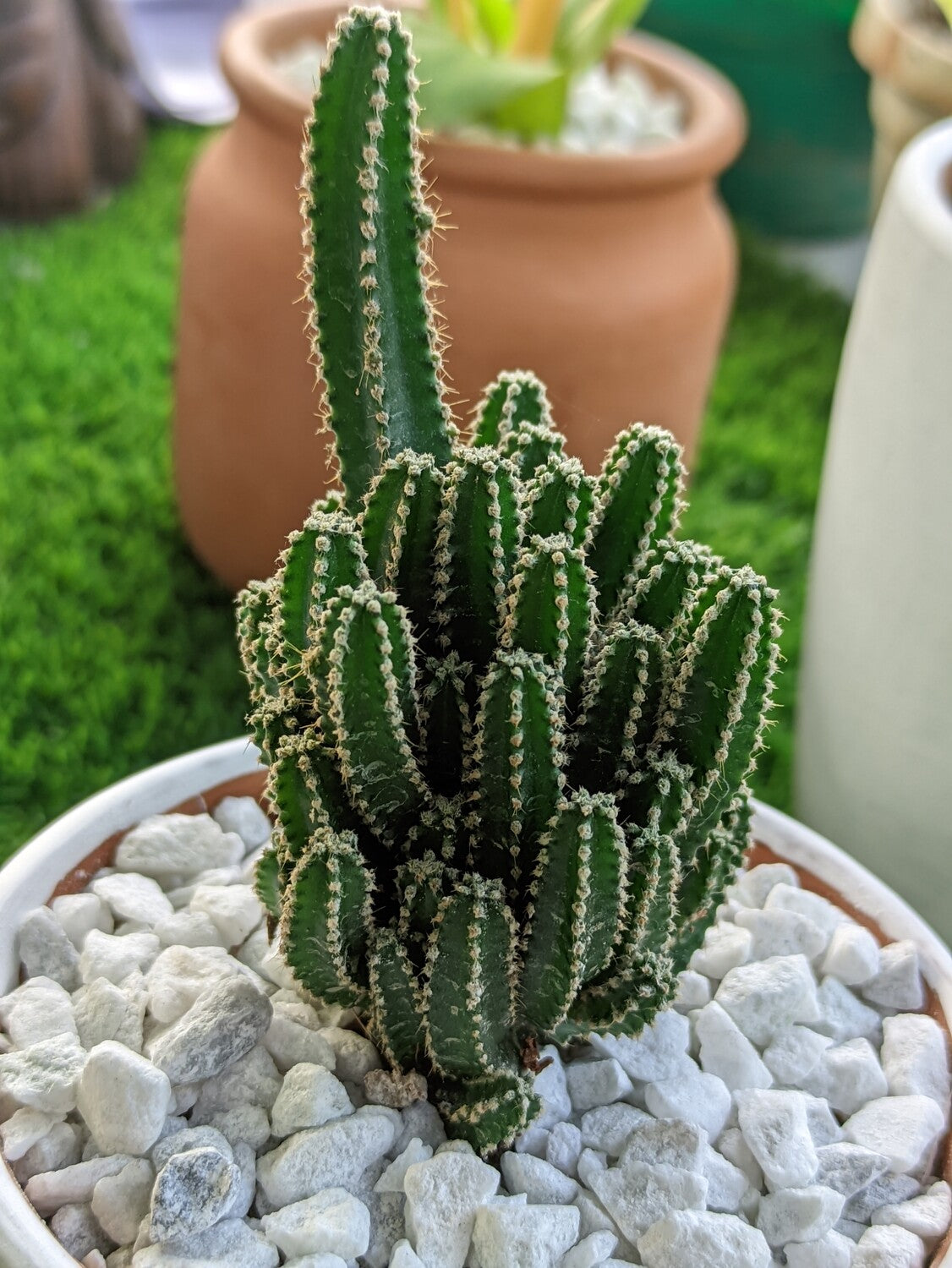 Fairy Castle Cactus (V Tub)