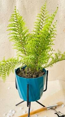 Lady Fern