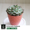 Echeveria Pulidonis
