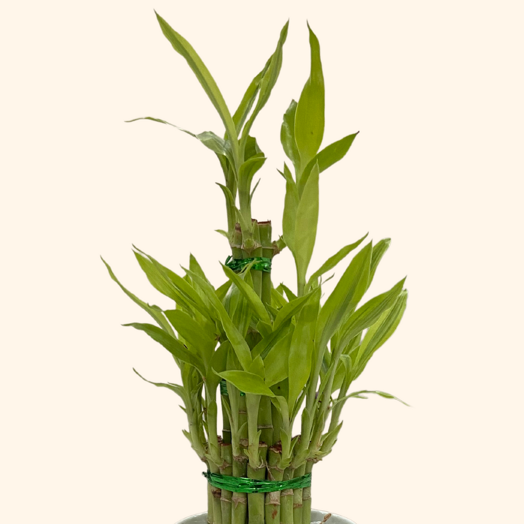 Lucky Bamboo (3 Layers, Ceramic Pot & Metal Stand)