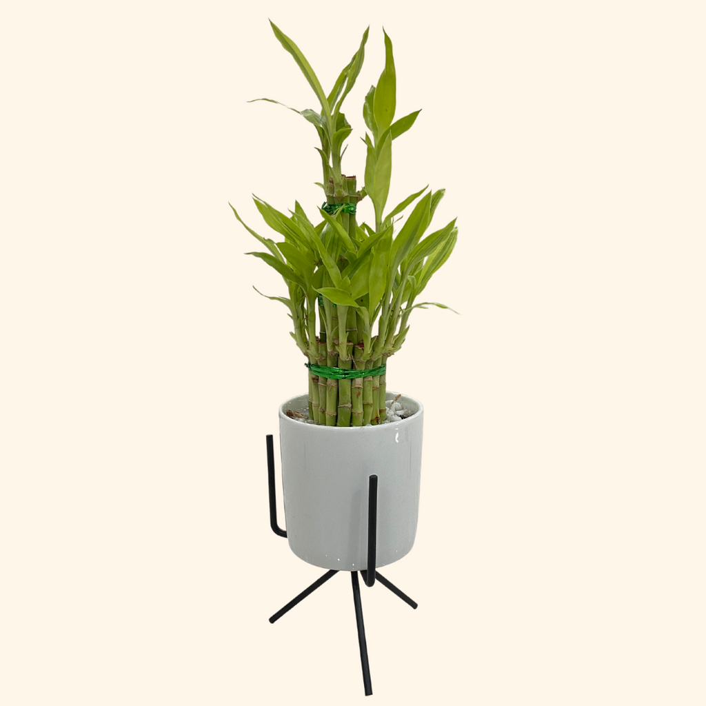 Lucky Bamboo (3 Layers, Ceramic Pot & Metal Stand)