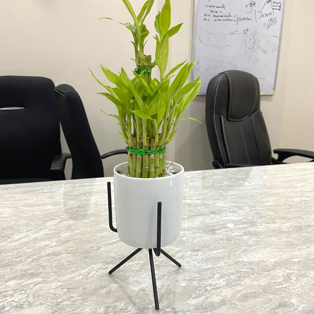 Lucky Bamboo (3 Layers, Ceramic Pot & Metal Stand)
