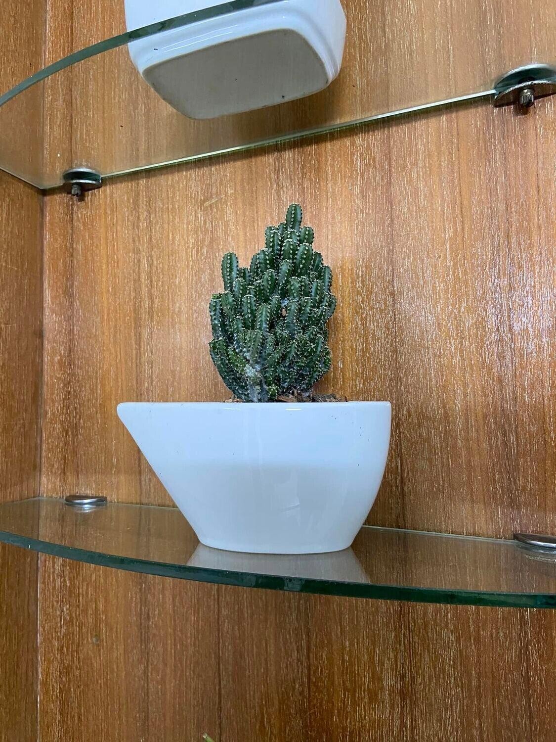 Fairy Castle Cactus with Special Ceramic Tub
